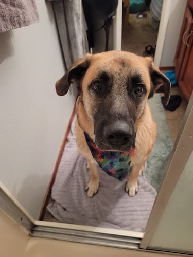 Dog Grooming Christy's Grooming Visalia