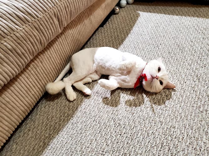 Dog Grooming Cindy's Dog Grooming Los Angeles