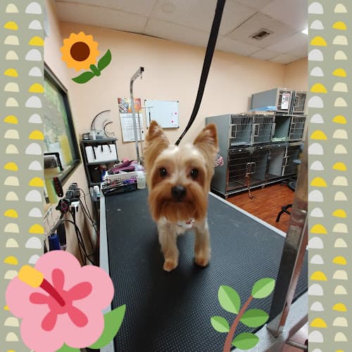 Dog Grooming City Dog Pet Grooming Anaheim