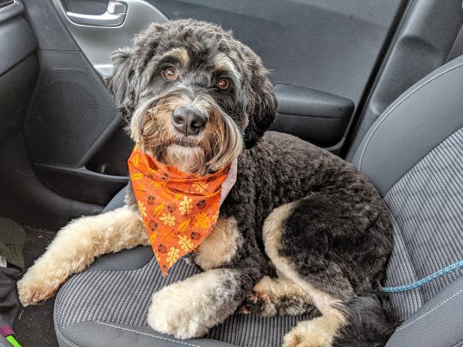 Dog Grooming City Dogs Grooming Beaverton