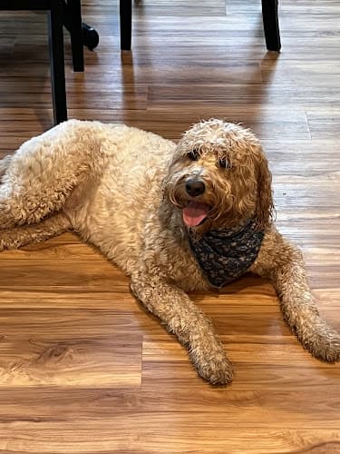 Dog Grooming Civilized Wolf Grooming & Pet Supplies Vancouver