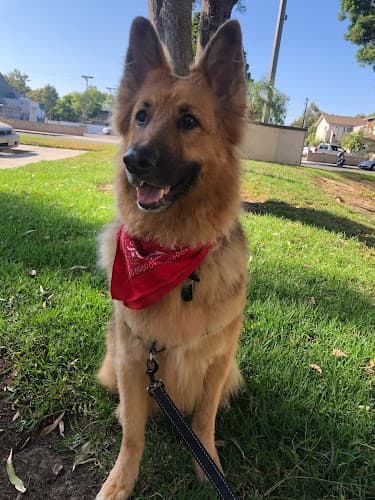 Dog Grooming CJ Dog Grooming Anaheim