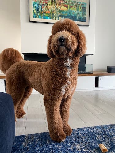 Dog Grooming Classic Dog Grooming Chula Vista