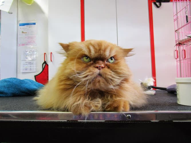 Dog Grooming Classic Pet Grooming Santa Clara