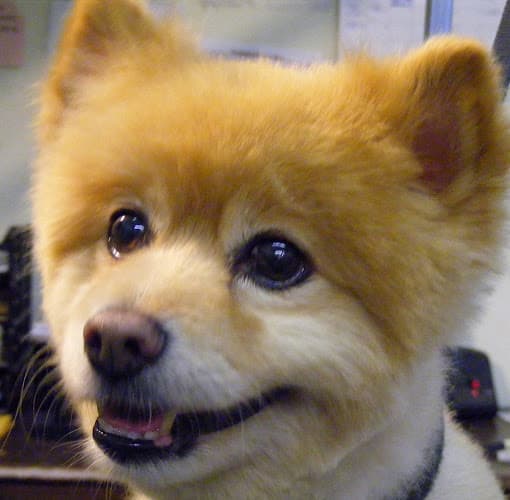 Dog Grooming Classy Lassie Dog Grooming Santa Rosa