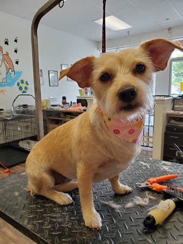 Dog Grooming Claws & Paws Grooming Clovis