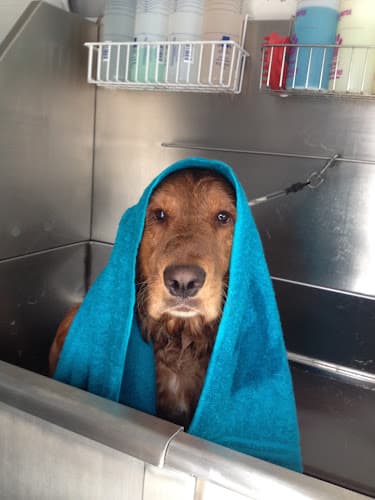 Dog Grooming Clean Cut Grooming Ventura