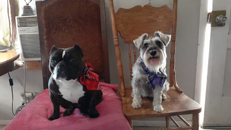 Dog Grooming Clean Paws Dog Grooming Bakersfield