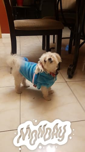 Dog Grooming Clip N Clean Pet Grooming & Supplies Concord