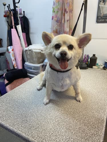 Dog Grooming Clip-N & Groom-N Fairfield