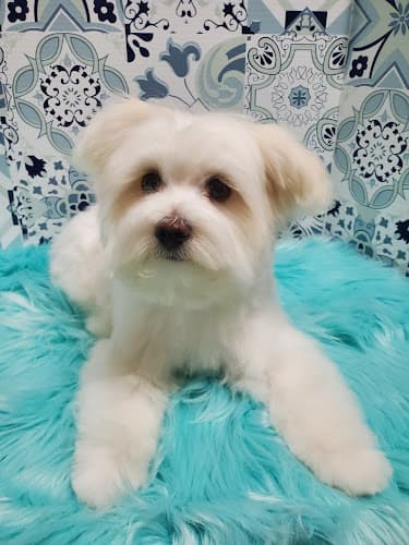 Dog Grooming Coleen's Grooming Jurupa Valley