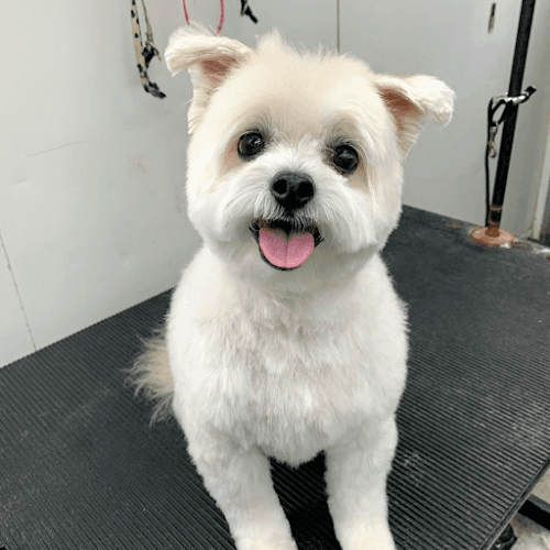 Dog Grooming Comb & Collar Mobile Grooming Beaverton