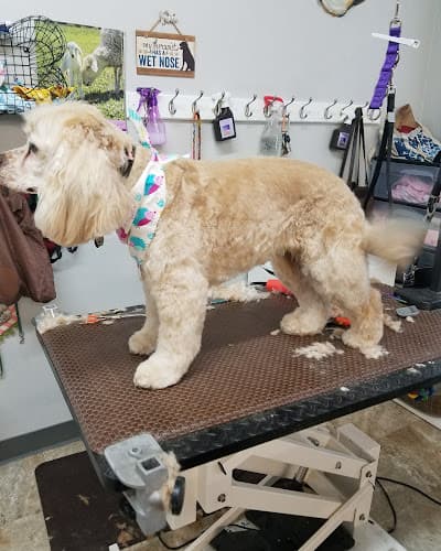 Dog Grooming Comfort Corner Grooming Concord