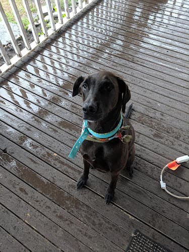 Dog Grooming Connie's Pet Peeves Grooming And Boarding Everett