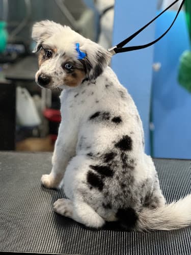 Dog Grooming Cordy's Cuts Rialto
