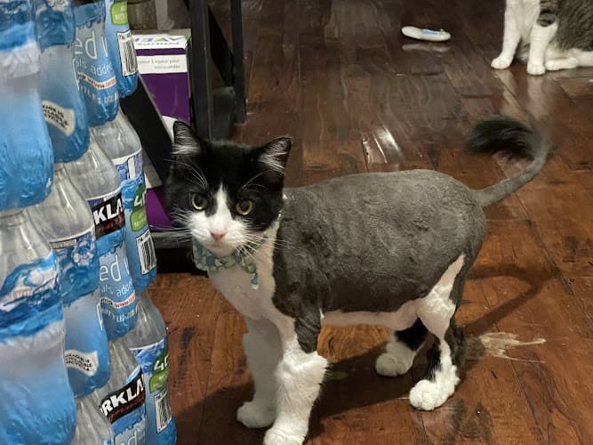 Dog Grooming Corina's Cat Grooming San Bernardino