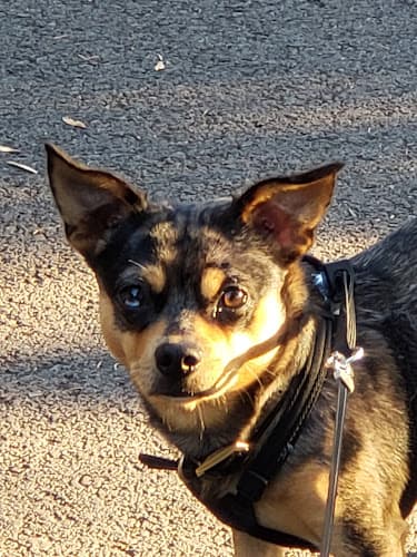 Dog Grooming Cottage Grove Professional Grooming Inc Eugene