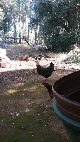 Dog Grooming Country Critters Grooming Redding