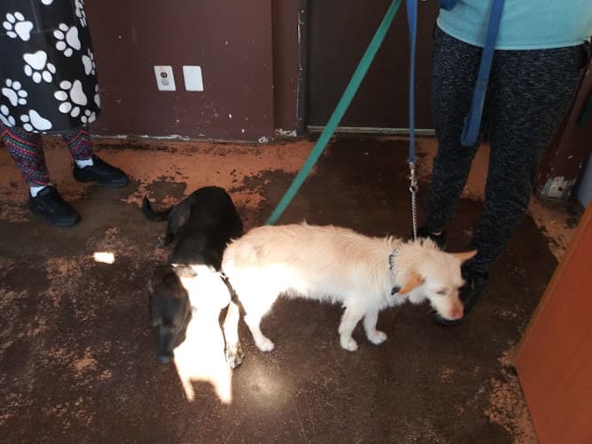 Dog Grooming country waggin resort and grooming Ontario