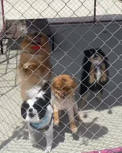 Dog Grooming Couture Pet Grooming Murrieta