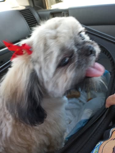 Dog Grooming Cozy Clip Grooming Visalia