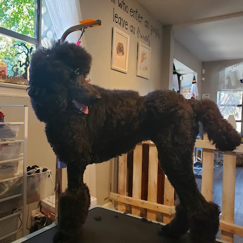 Dog Grooming Creative Clips Grooming Salon Fairfield
