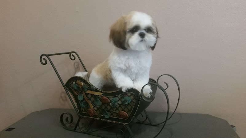 Dog Grooming Creative Dog Grooming Indio