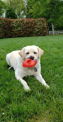 Dog Grooming Critter Care Grooming Chico