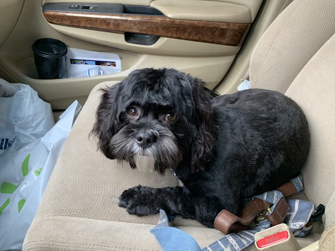 Dog Grooming Crystal Pet Grooming Fresno