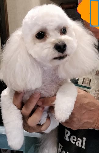 Dog Grooming Cut-N-Strut Mobile Grooming Hesperia