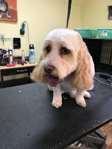 Dog Grooming Cute Cuts Dog Grooming Hillsboro