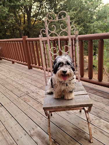 Dog Grooming Cute Pets Grooming San Marcos