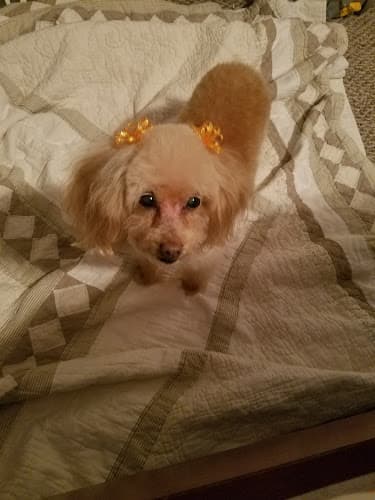 Dog Grooming Cutie Paws Grooming Jurupa Valley