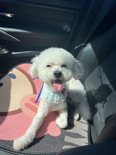 Dog Grooming Cutie Pet Grooming West Covina