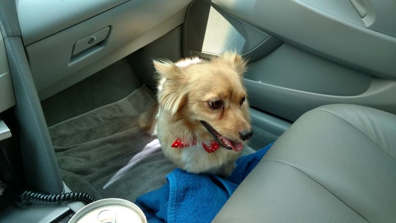 Dog Grooming Cutie Pie's Grooming Salon Moreno Valley