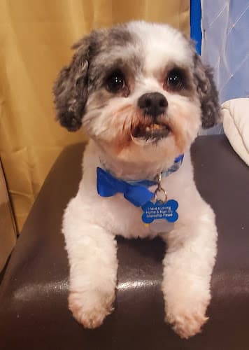 Dog Grooming D & J Dog Grooming Bend