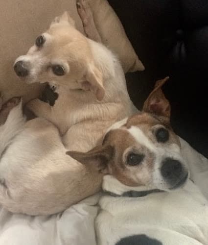 Dog Grooming Daisy Mobile Pet Grooming Torrance