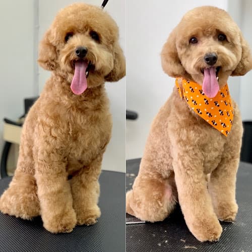 Dog Grooming Dandee Dog Grooming San Diego