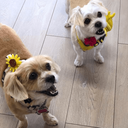 Dog Grooming Dangdangee(댕댕이) Dog Grooming Los Angeles