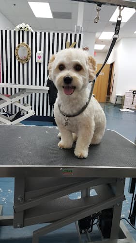 Dog Grooming De La Pet Salon & Skin Care Roseville