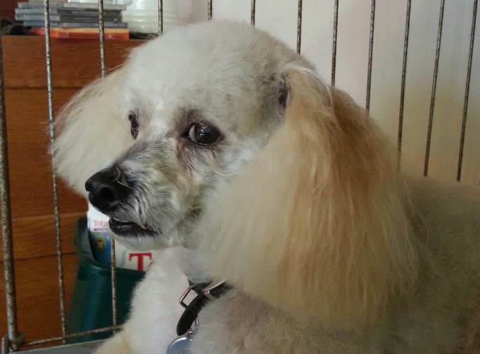 Dog Grooming Deana's doggie care and grooming Fairfield