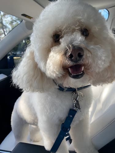 Dog Grooming Debbie's Pet Grooming Simi Valley