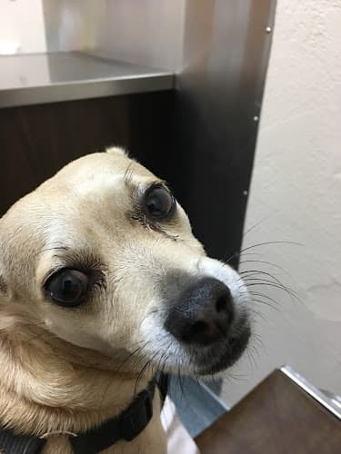 Dog Grooming Dee Dee's Dog Spot Ventura