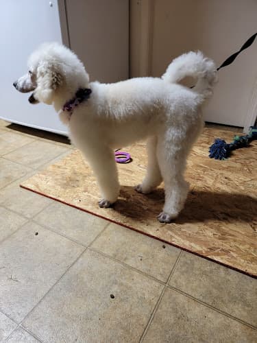 Dog Grooming Dee's All Breed Grooming Modesto