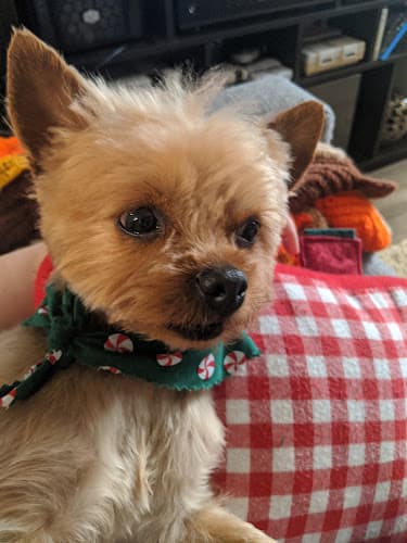 Dog Grooming Del Paso Grooming Sacramento