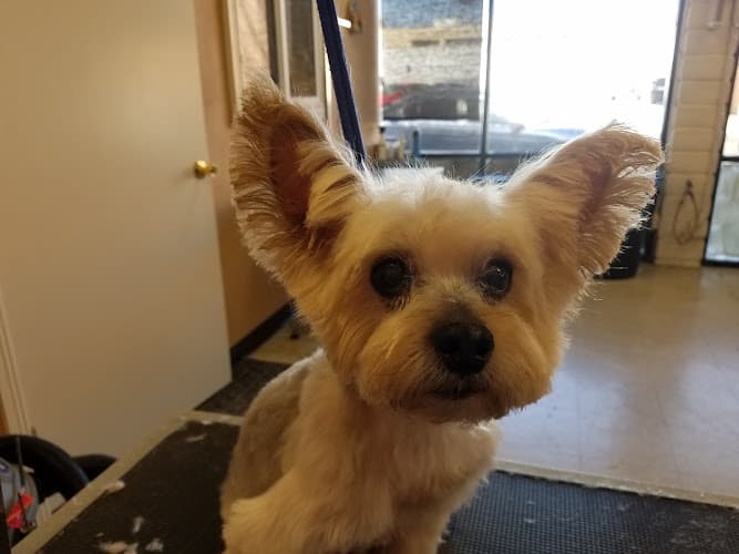 Dog Grooming Denise's Pet Grooming & Supplies Inc. Simi Valley