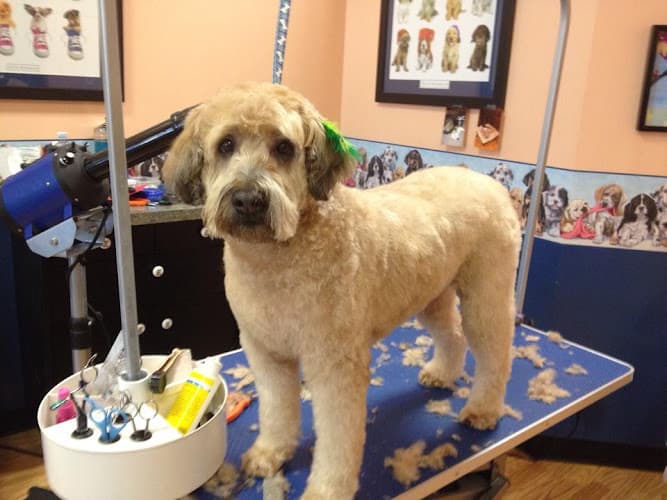 Dog Grooming Desilu's Pet Boutique LLC Everett