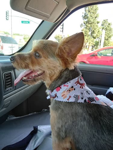 Dog Grooming Desired Styles Pet Grooming Jurupa Valley