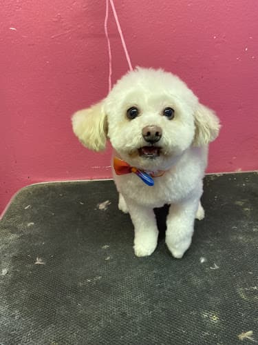 Dog Grooming Desiree's Pink Poodle Grooming Fairfield