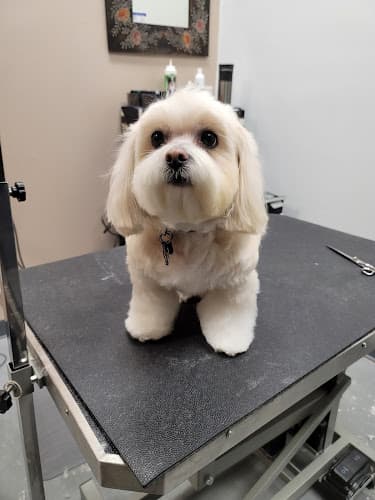 Dog Grooming Destiny's Grooming Gresham